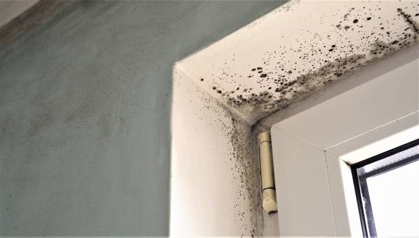 Best Basement Mold Removal  in Ammon, ID